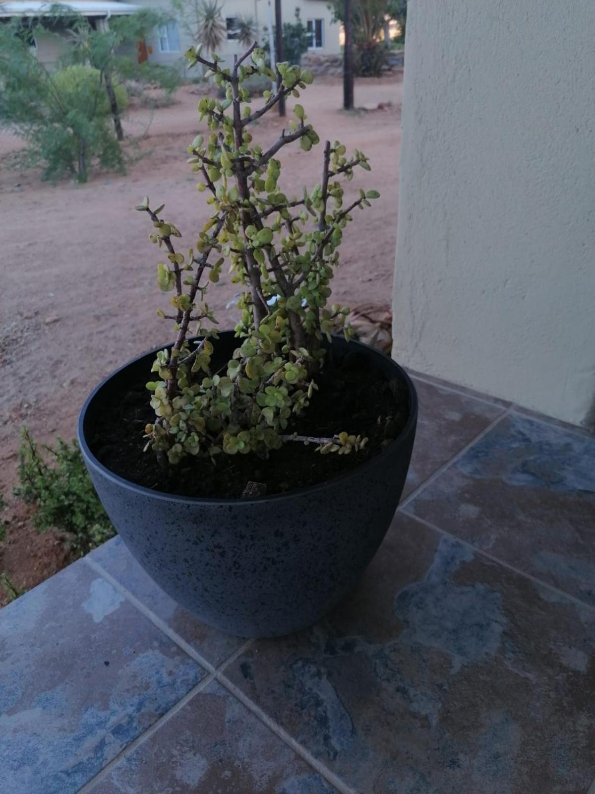 Apollis Cottage Springbok Luaran gambar